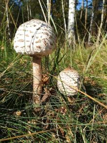 Wysyp grzybów  - czyli jak zachowujemy się w lesie